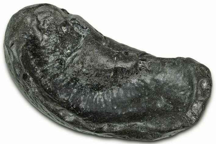 Large Fossil Whale Ear Bone - South Carolina #346968